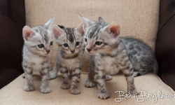 Bengal silber rosetted